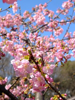 茅ヶ崎公園（河津ざくら）
