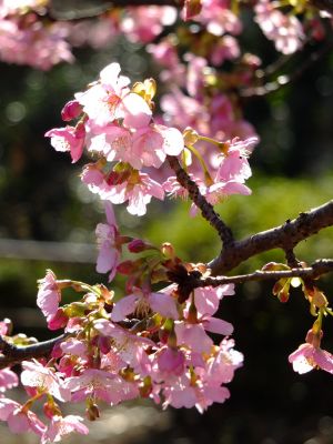 茅ヶ崎公園（河津ざくら）
