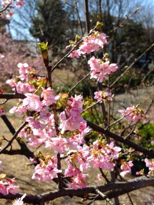 茅ヶ崎公園（河津ざくら）
