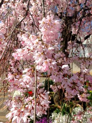 花のある商店街荏田近隣センターの枝垂れ桜
