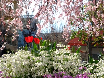 花のある商店街荏田近隣センターの枝垂れ桜
