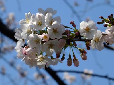 江川せせらぎ緑道
