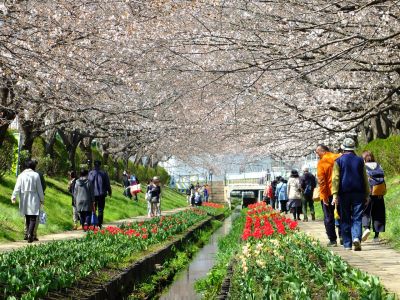 江川せせらぎ緑道
