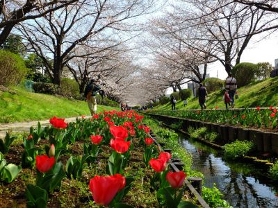 江川せせらぎ緑道
