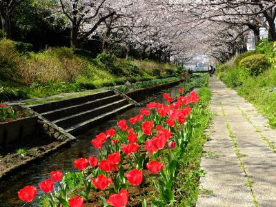 江川せせらぎ緑道
