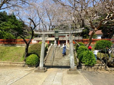 淡島神社の染井吉野
