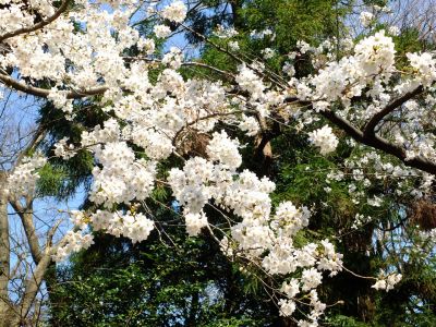 真照寺の染井吉野
