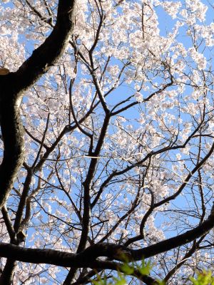折本町の枝垂れ桜
