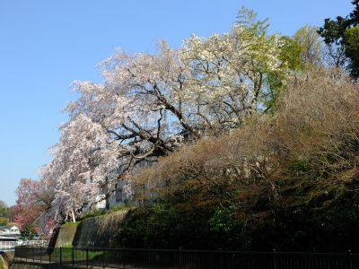 折本町の枝垂れ桜
