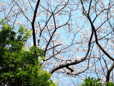せせらぎ公園の染井吉野

