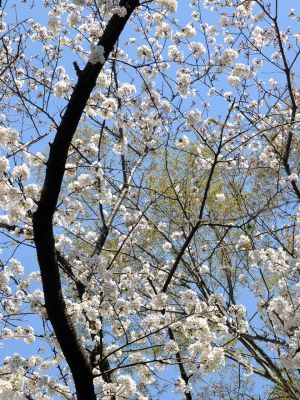 せせらぎ公園の染井吉野
