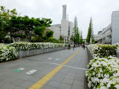 都筑区役所前の歩道橋（つつじの花）
