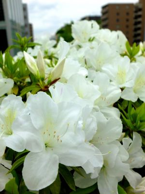 都筑区役所前の歩道橋（つつじの花）
