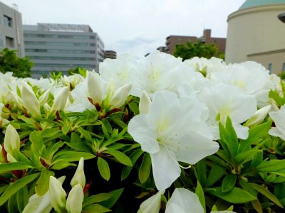 都筑区役所前の歩道橋（つつじの花）
