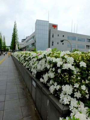 都筑区役所前の歩道橋（つつじの花）
