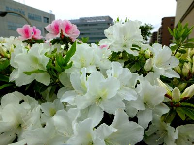 都筑区役所前の歩道橋（つつじの花）
