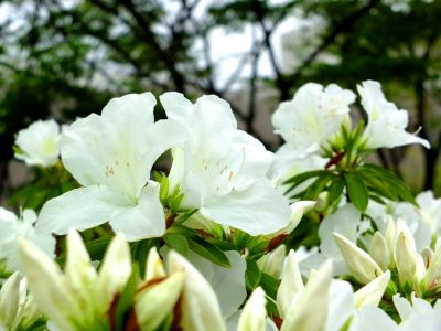 都筑区役所前の歩道橋（つつじの花）
