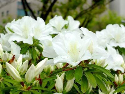 都筑区役所前の歩道橋（つつじの花）
