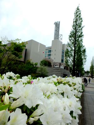 都筑区役所前の歩道橋（つつじの花）
