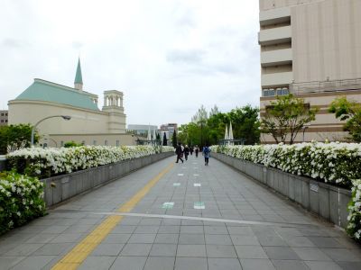 都筑区役所前の歩道橋（つつじの花）
