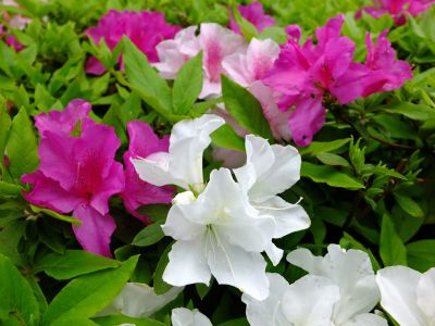 都筑中央公園への歩道（つつじの花）
