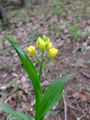 都筑中央公園（金蘭）
