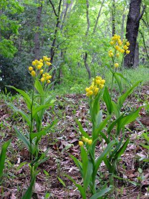 都筑中央公園（金蘭）
