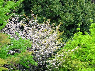 都筑中央公園（さくらの花）
