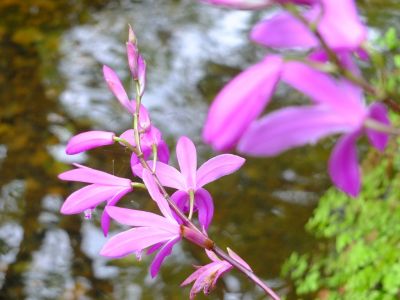 杉山神社（シラン）
