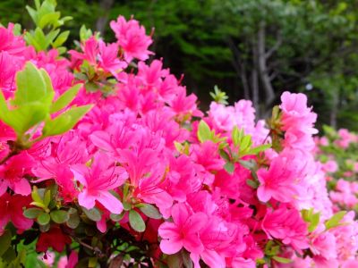 杉山神社（つつじの花）
