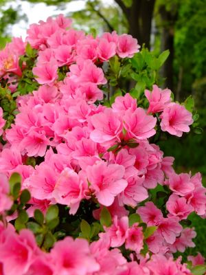 杉山神社（つつじの花）
