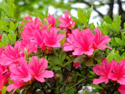 杉山神社（つつじの花）
