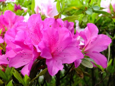 杉山神社（つつじの花）
