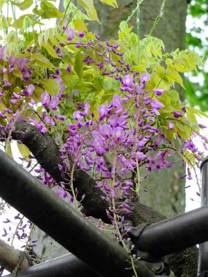 茅ヶ崎中央（藤の花）
