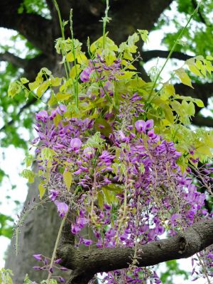 茅ヶ崎中央（藤の花）
