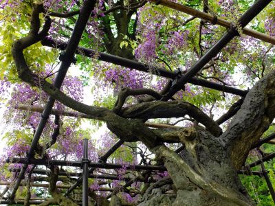 茅ヶ崎中央（藤の花）
