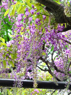 茅ヶ崎中央（藤の花）
