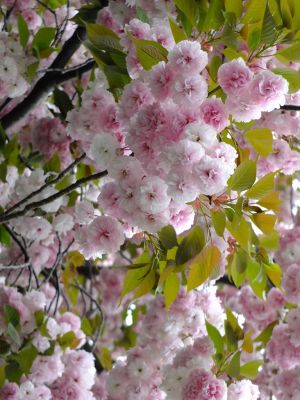 茅ヶ崎中央（八重桜）
