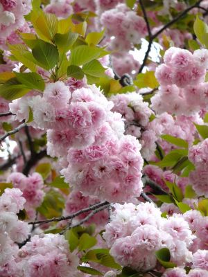 茅ヶ崎中央（八重桜）
