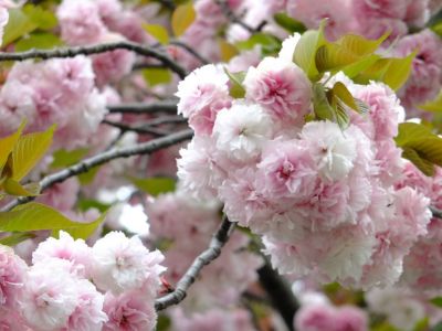 茅ヶ崎中央（八重桜）
