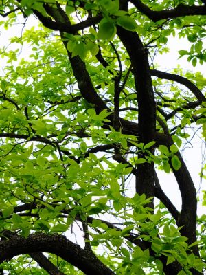 茅ヶ崎中央（柿の木の若葉）
