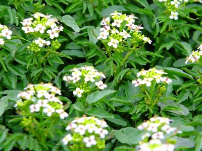 ささぶねの道（クレソン）
