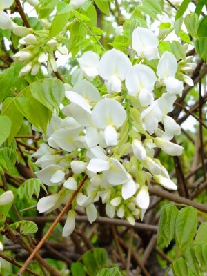 ささぶねの道（白い藤の花）
