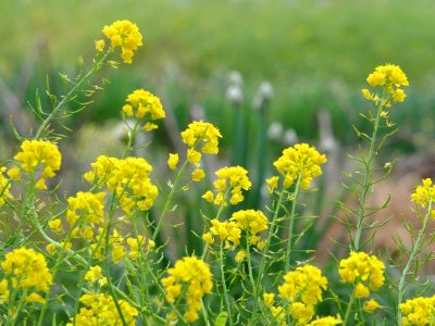 ささぶねの道（菜の花）
