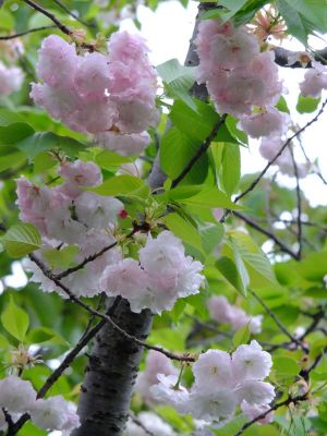 心行寺（八重桜）
