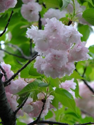 心行寺（八重桜）

