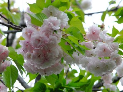 心行寺（八重桜）
