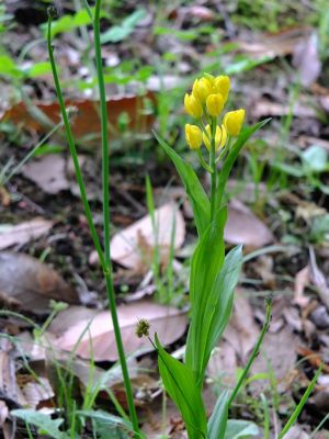 ささぶねの道（金蘭）
