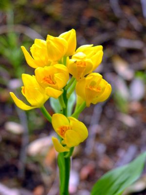 ささぶねの道（金ラン）
