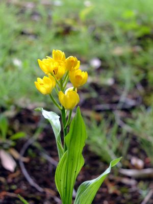 ささぶねの道（金ラン）
